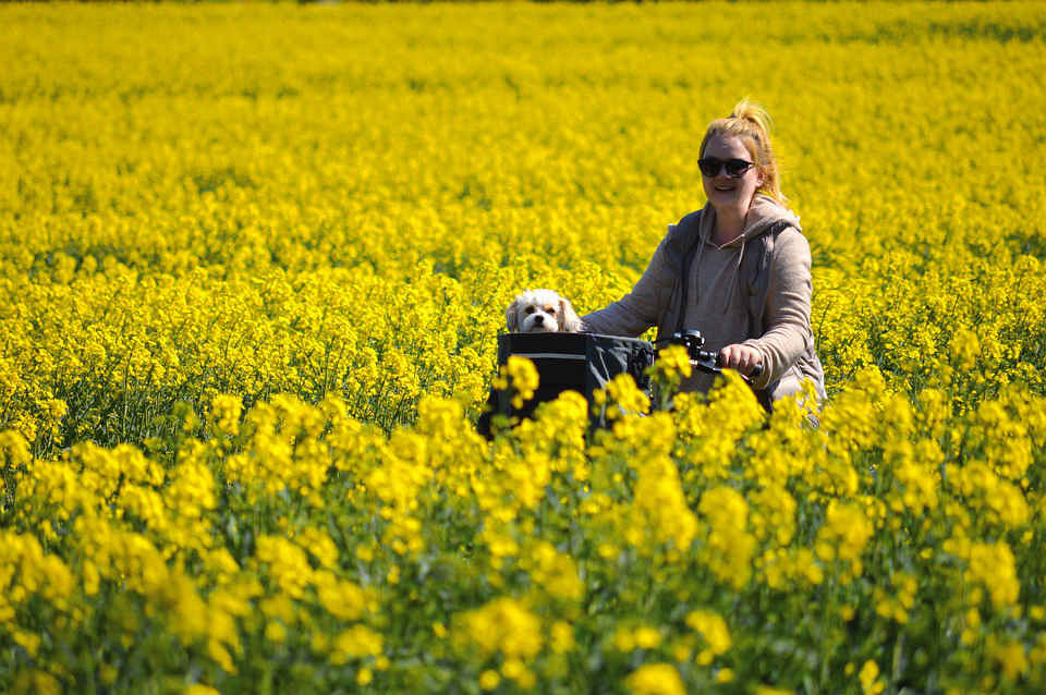 biking with dog to see flowers